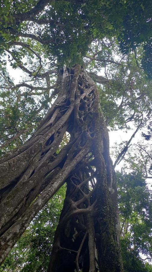 Finca Pantera Ξενοδοχείο Monteverde Εξωτερικό φωτογραφία