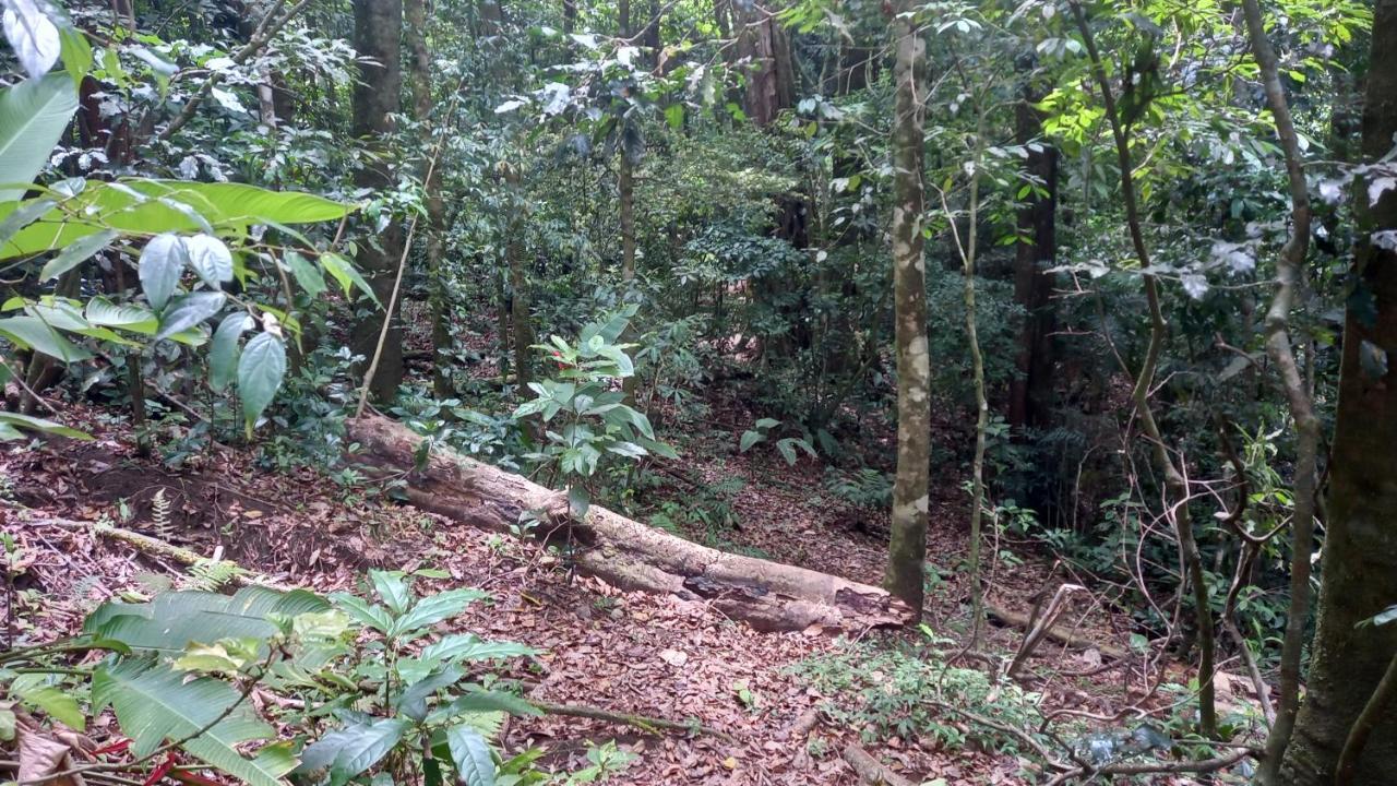 Finca Pantera Ξενοδοχείο Monteverde Εξωτερικό φωτογραφία